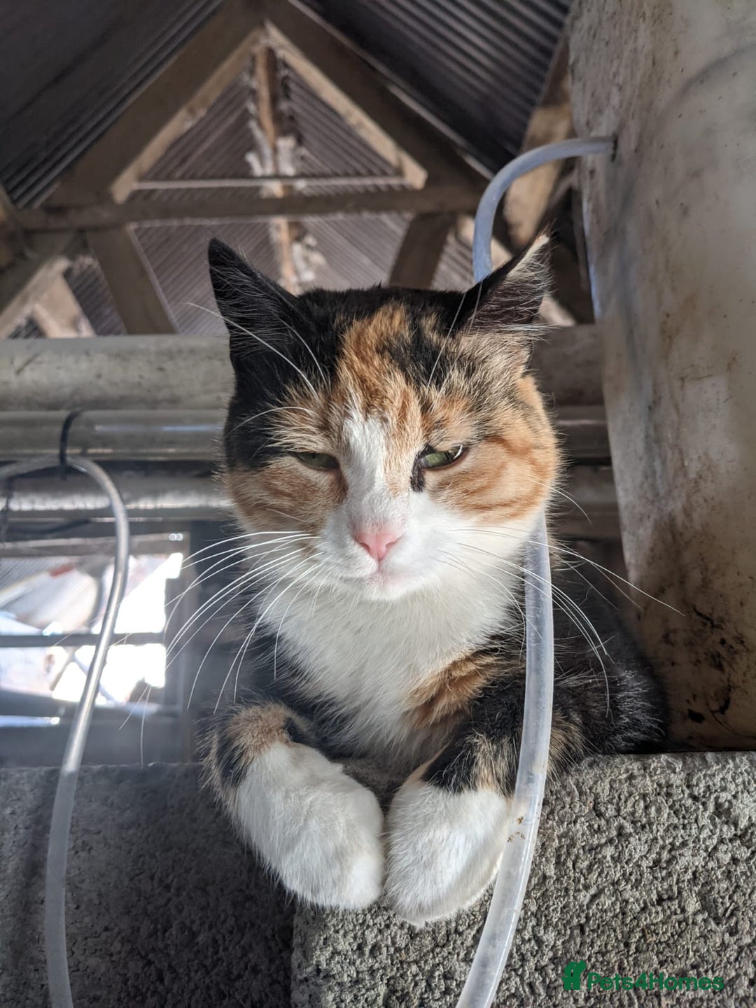 Maine Coon cats for sale: Maine coon cross kittens for sale - Advert 3