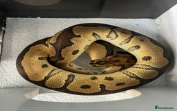 Python Snake reptiles for sale: Royal Pythons and hognose for sale  - Image 6