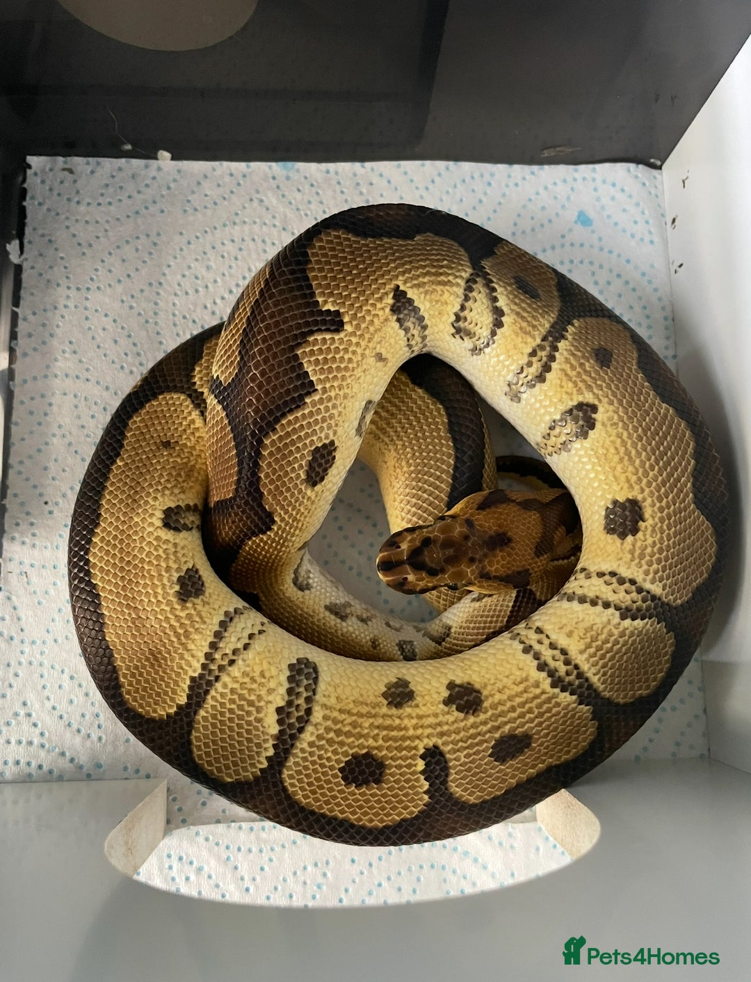 Python Snake reptiles for sale: Royal Pythons and hognose for sale  - Image 6