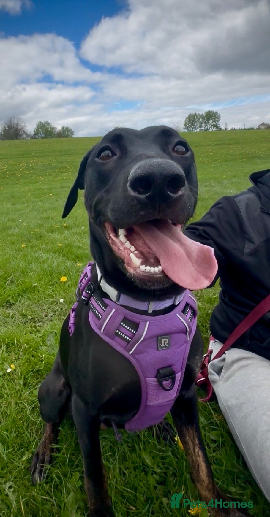 Mixed Breed dogs Nyla (malanois, Doberman, lurcher mix) - Advert 1