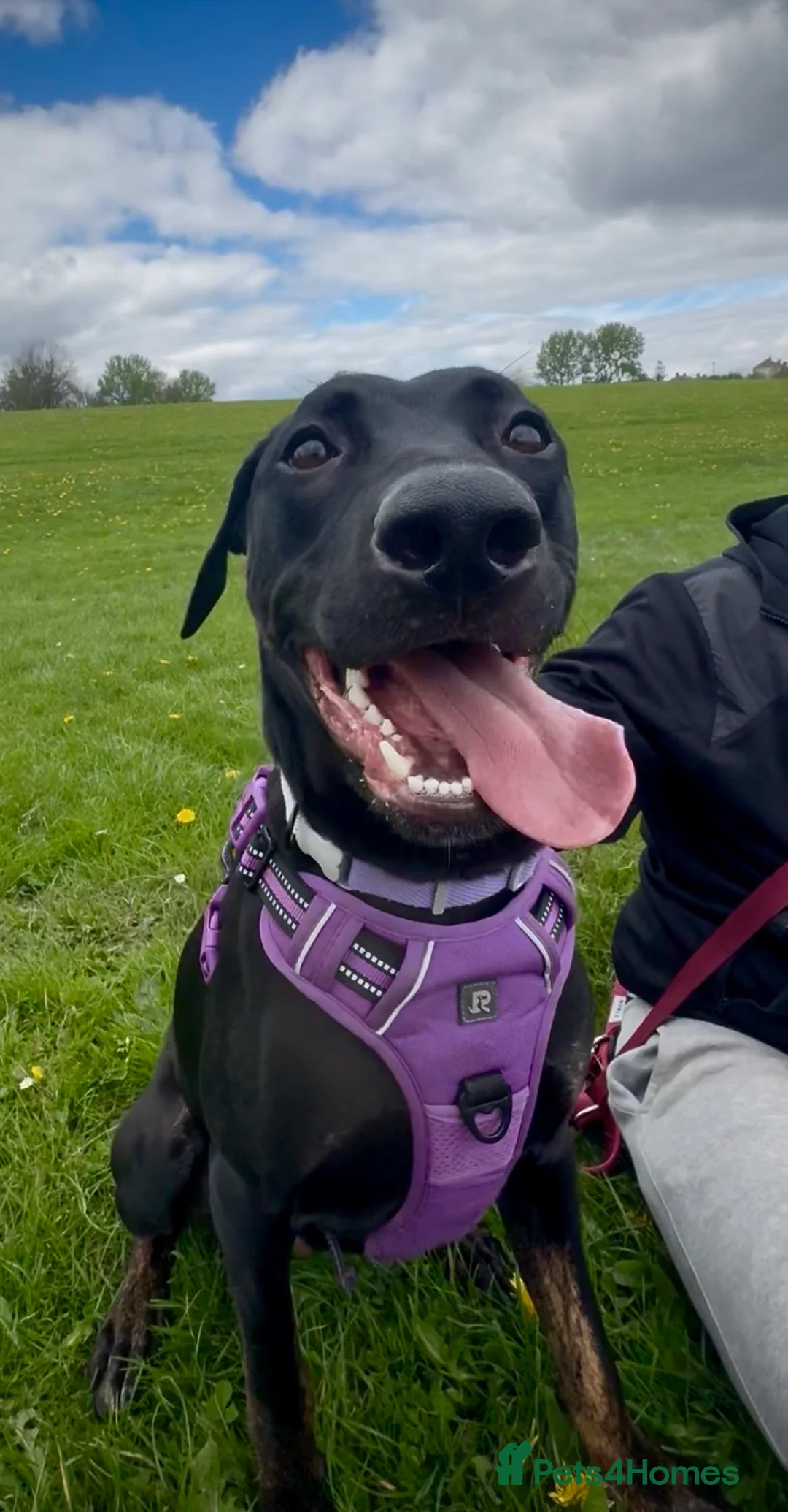 Mixed Breed dogs for sale: Nyla (malanois, Doberman, lurcher mix) in Leeds - Advert 1