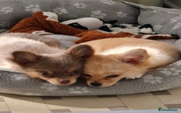 Chihuahua dogs for sale: Small Teacup Chihuahua (Russian/Portuguese lines) - Image 3