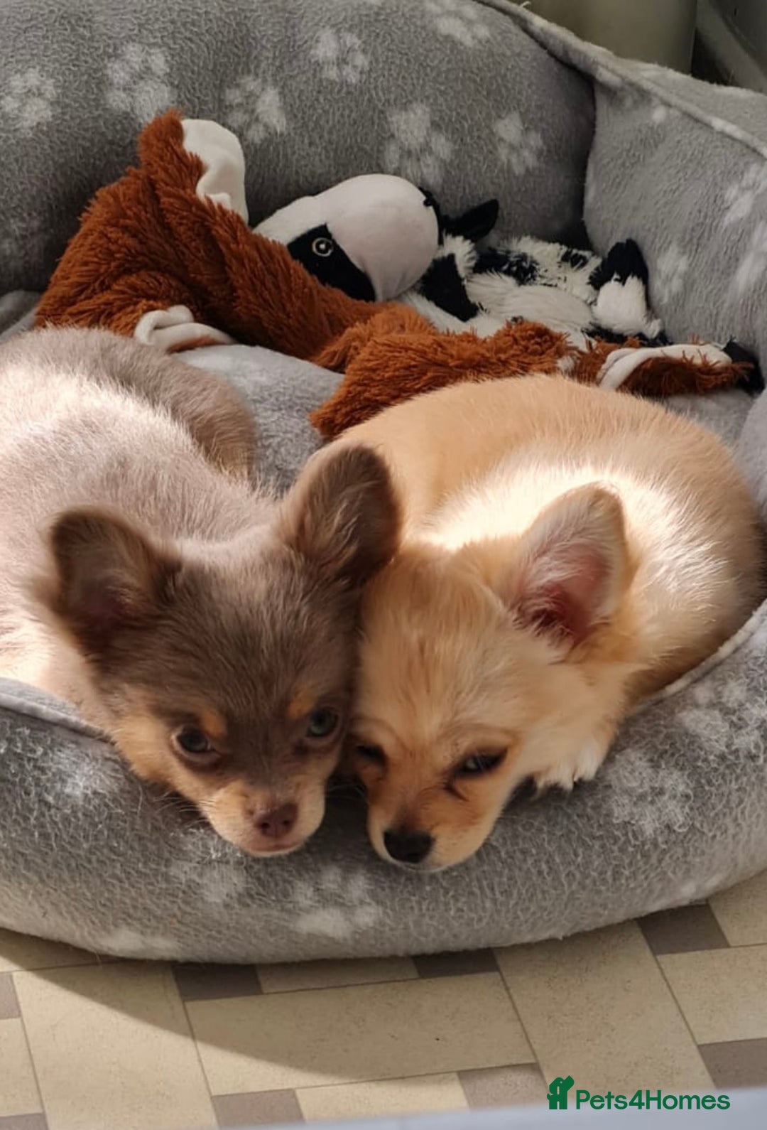 Chihuahua dogs for sale: Small Teacup Chihuahua (Russian/Portuguese lines) - Image 3