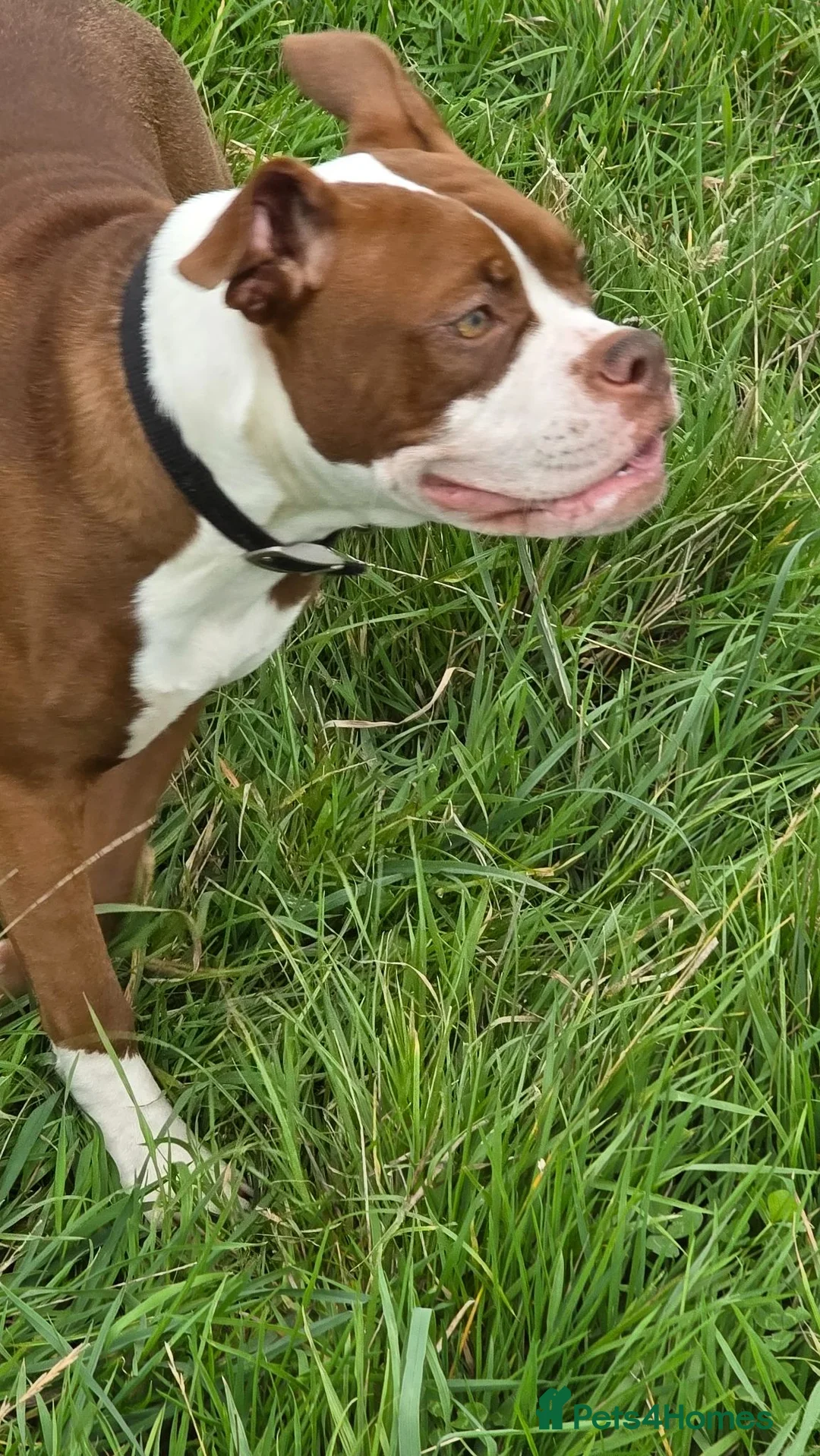 Alapaha Blue Blood Bulldog dogs for sale: Alpha blueblood bulldog - Advert 2