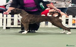 Boxer dogs for stud: Champion Boxer dog at Stud  - Image 6