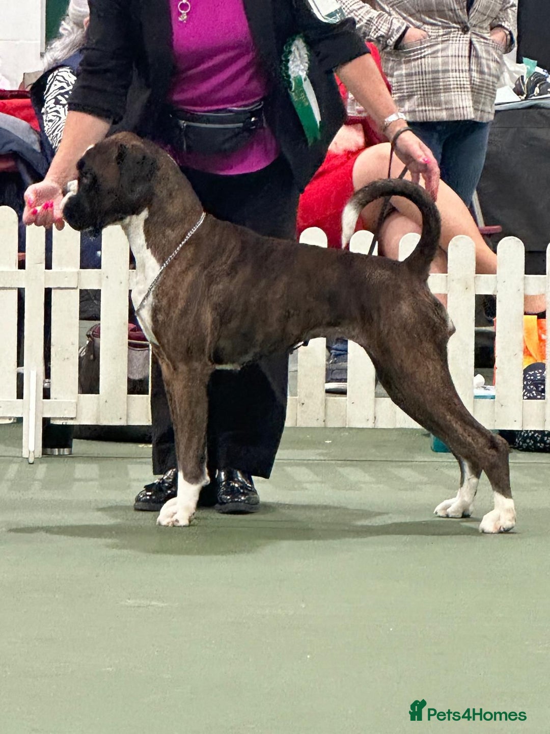 Boxer dogs for stud: Champion Boxer dog at Stud  - Image 6