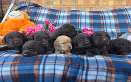 Cockerdor dogs for sale: F1 cockerdor puppies , cocker x labrador  - Image 20