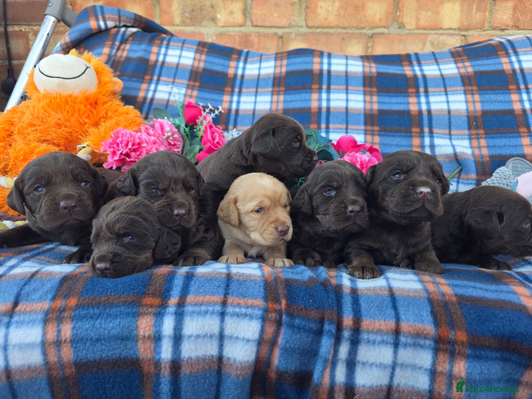 Cockerdor dogs for sale: F1 cockerdor puppies , cocker x labrador  - Image 20