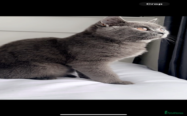 British Shorthair cats - Advert 15