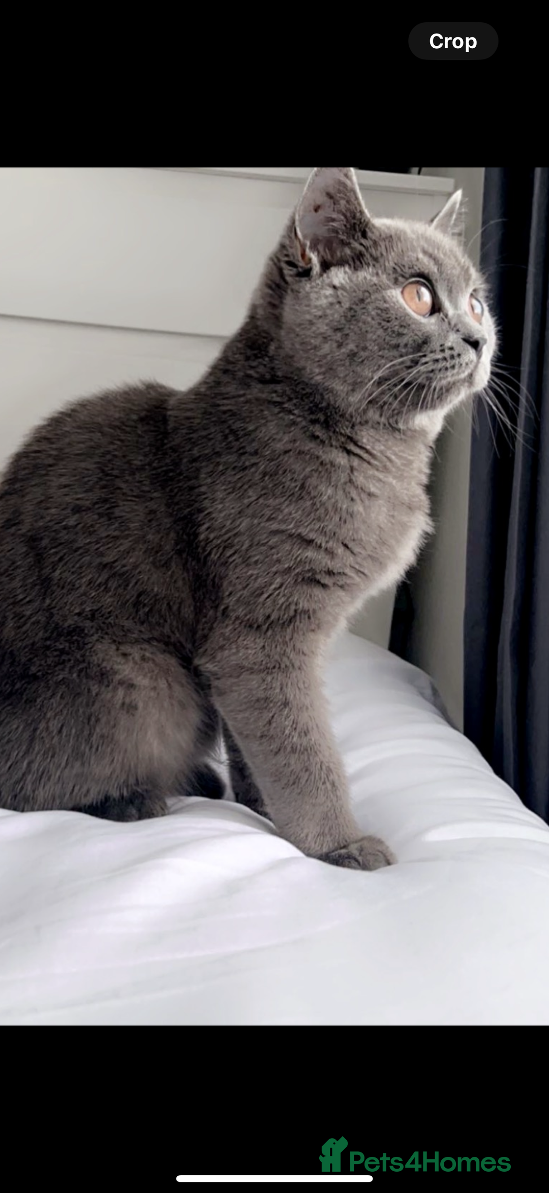British Shorthair cats for sale: House British shorthair for sale - Image 1