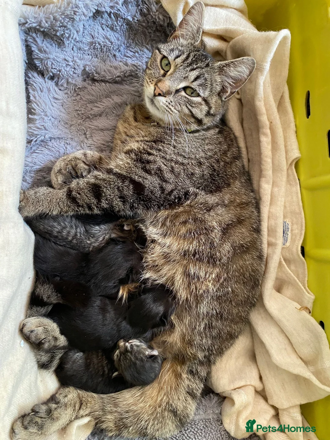 Mixed Breed cats for sale: Polydactyl Kitten - Advert 2