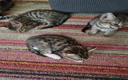 Mixed Breed cats for sale: Six beautiful short-haired tabby kittens. - Image 6
