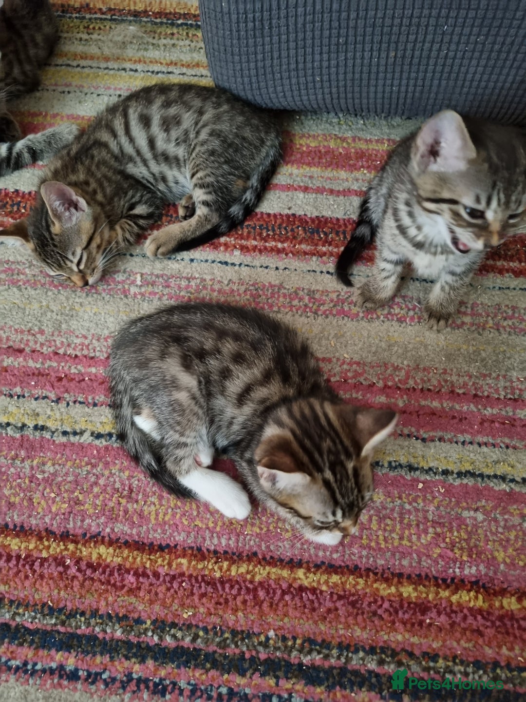 Mixed Breed cats for sale: Six beautiful short-haired tabby kittens. - Image 6