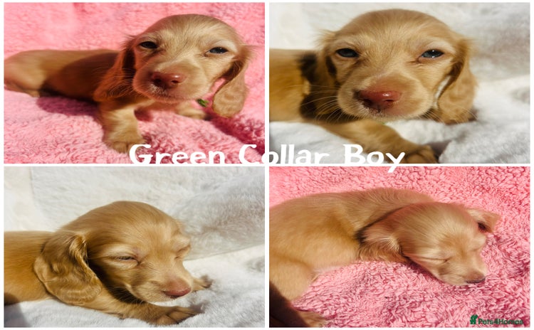 Miniature Dachshund dogs - Advert 15