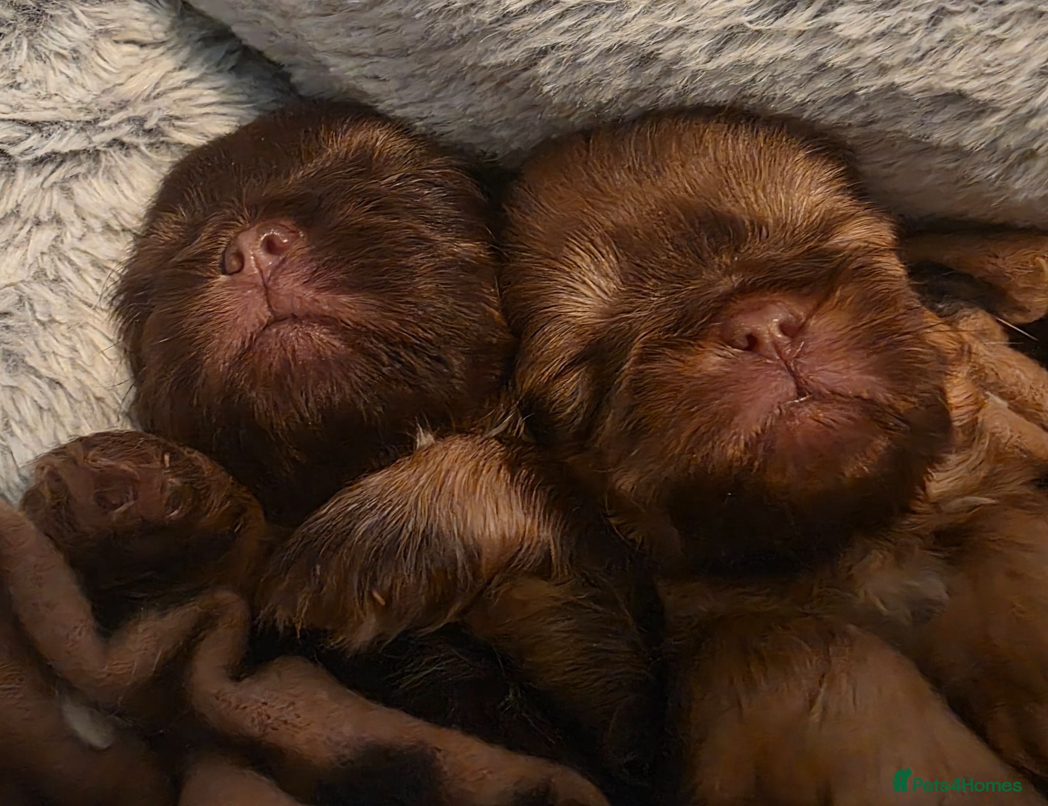Shih Tzu dogs Imperial Chocolate Shih Tzu puppies - Advert 2