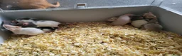 Rat rodents for sale: Siamese and fawn friendly rats - Advert 11