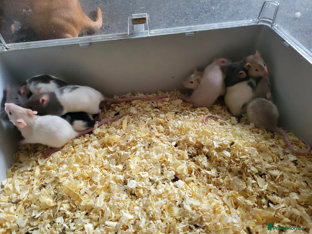 Rat rodents for sale: Siamese and fawn friendly rats - Advert 11