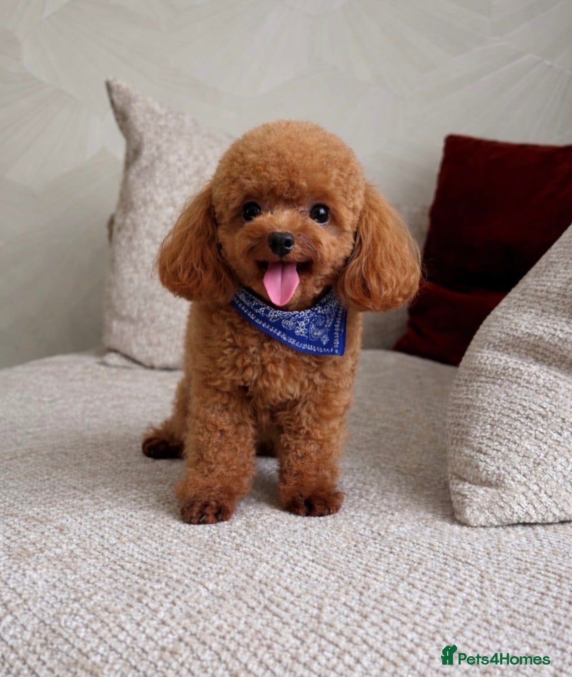 Toy Poodle dogs Asian Toy Poodle-TINY 1.2kg-TEDDYCUP - Advert 6
