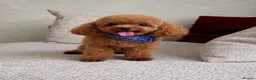 Toy Poodle dogs for stud: Asian Toy Poodle-TINY 1.2kg-TEDDYCUP - Advert 2