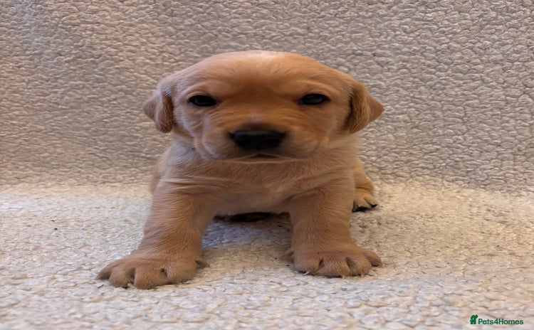 Labrador Retriever dogs Labrador Puppies Yellow & Red Fox  - Advert 15