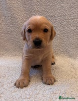 Labrador Retriever dogs Labrador Puppies - Advert 7