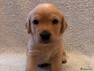 Labrador Retriever dogs Labrador Puppies Yellow & Red Fox - Advert 12