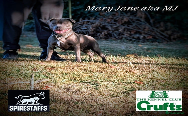 Staffordshire Bull Terrier dogs - Advert 4