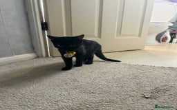 Domestic Shorthair cats for sale: Black female kitten needing loving home  - Image 2
