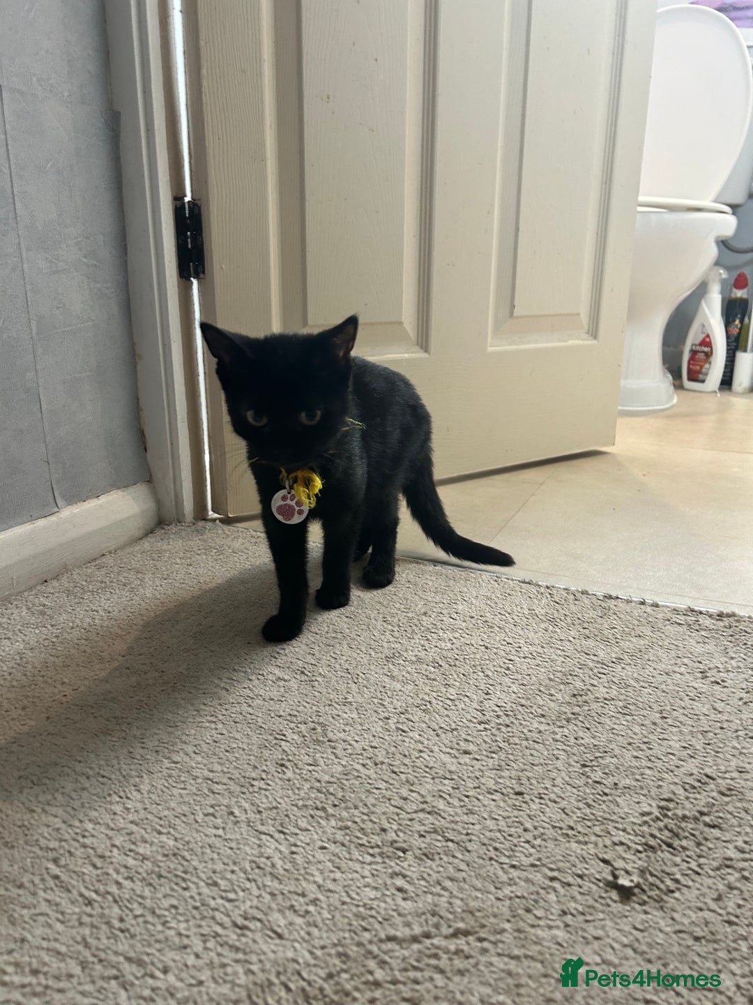 Domestic Shorthair cats for sale: Black female kitten needing loving home  - Image 2