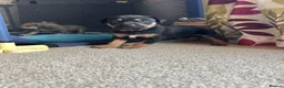 Mixed Breed dogs for sale: Beautiful Staffie cross puppies - Advert 24