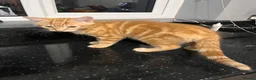 Mixed Breed cats for sale: Ginger male  - Advert 3