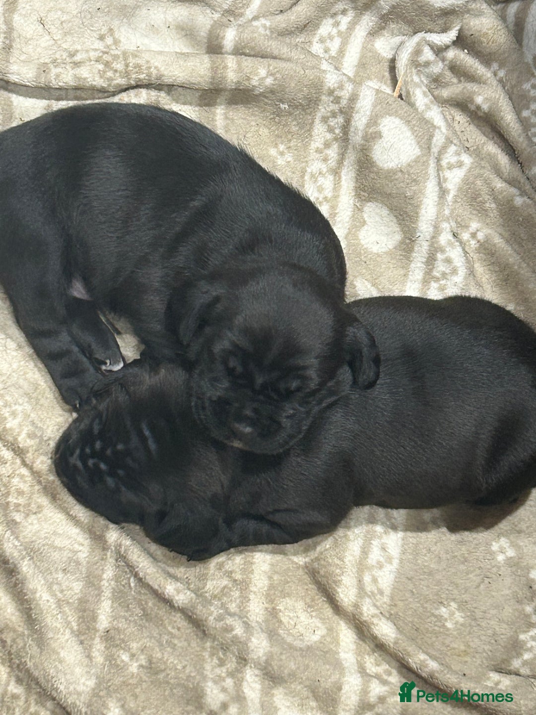 Mixed Breed dogs for sale: Sprocker cross blue staffy puppies for sale  - Image 10