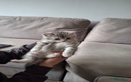 British Shorthair cats for sale: 2 males lovely cats  - Image 6