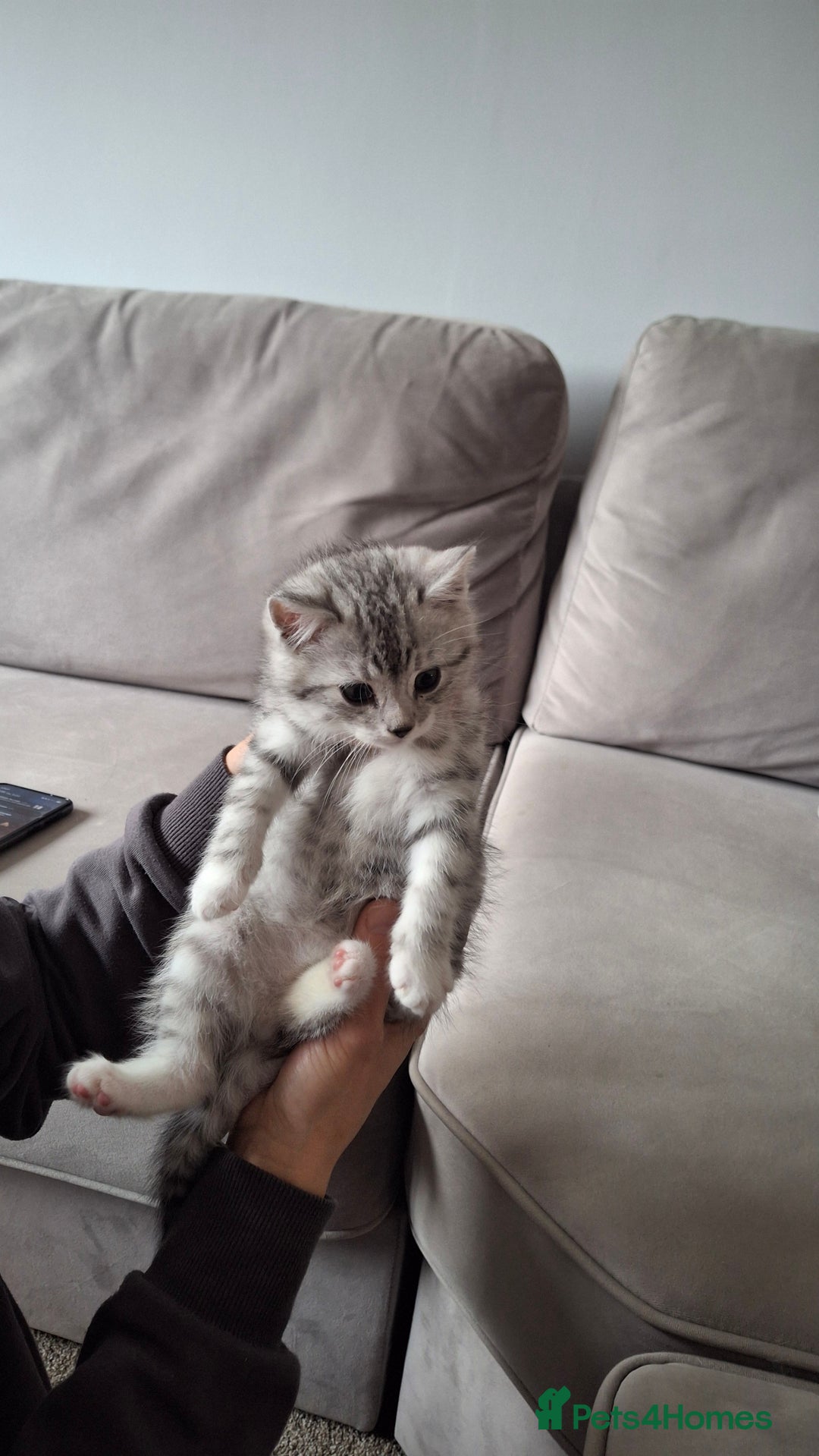 British Shorthair cats for sale: 2 males lovely cats  - Image 6