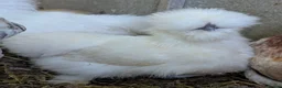 Chickens poultry for sale: Purebred Polish & USA Silkie Pekins Available  - Advert 4