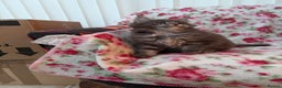 Maine Coon cats for sale: Maine Coon kittens  - Advert 4