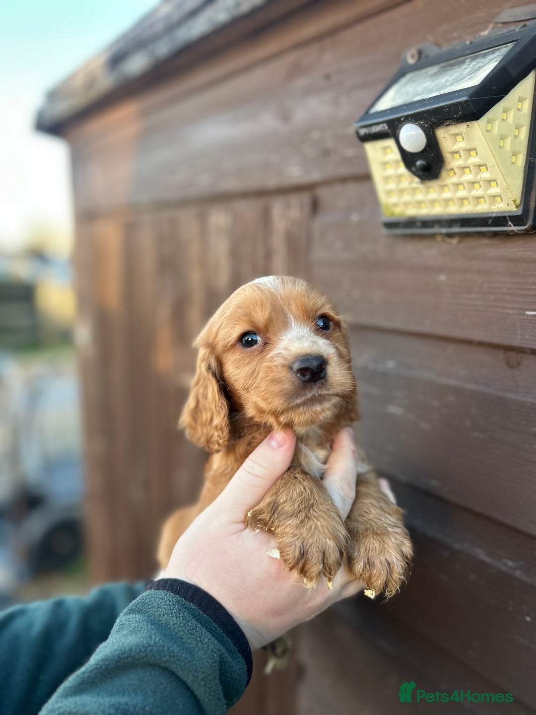 Cocker Spaniel dogs for sale: Cocker spaniel puppies  - Advert 2