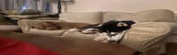 Siberian Husky dogs for sale: Shadow in London - Advert 1