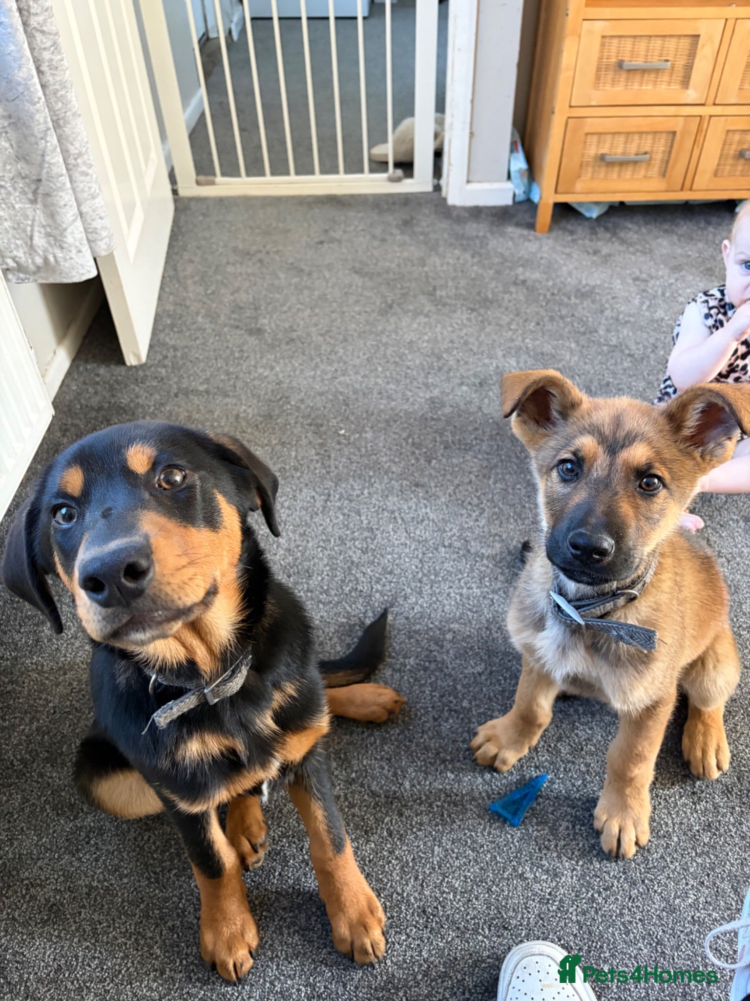 Mixed Breed dogs Mastiff cross puppy - Advert 5