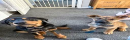 Mixed Breed dogs for sale: Mastiff cross puppy in Weymouth - Advert 1