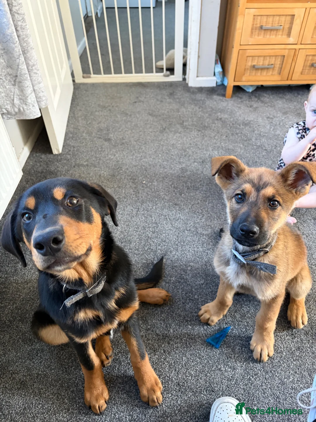 Mixed Breed dogs for sale: Mastiff cross puppy in Weymouth - Advert 1