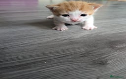 Siberian cats for sale: Georgeous Siberian (mix) kittens - Image 10