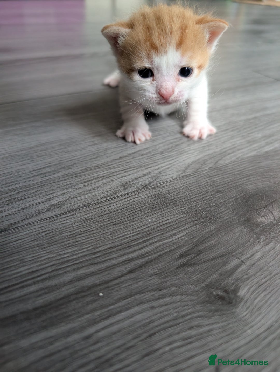 Siberian cats for sale: Georgeous Siberian (mix) kittens - Image 10