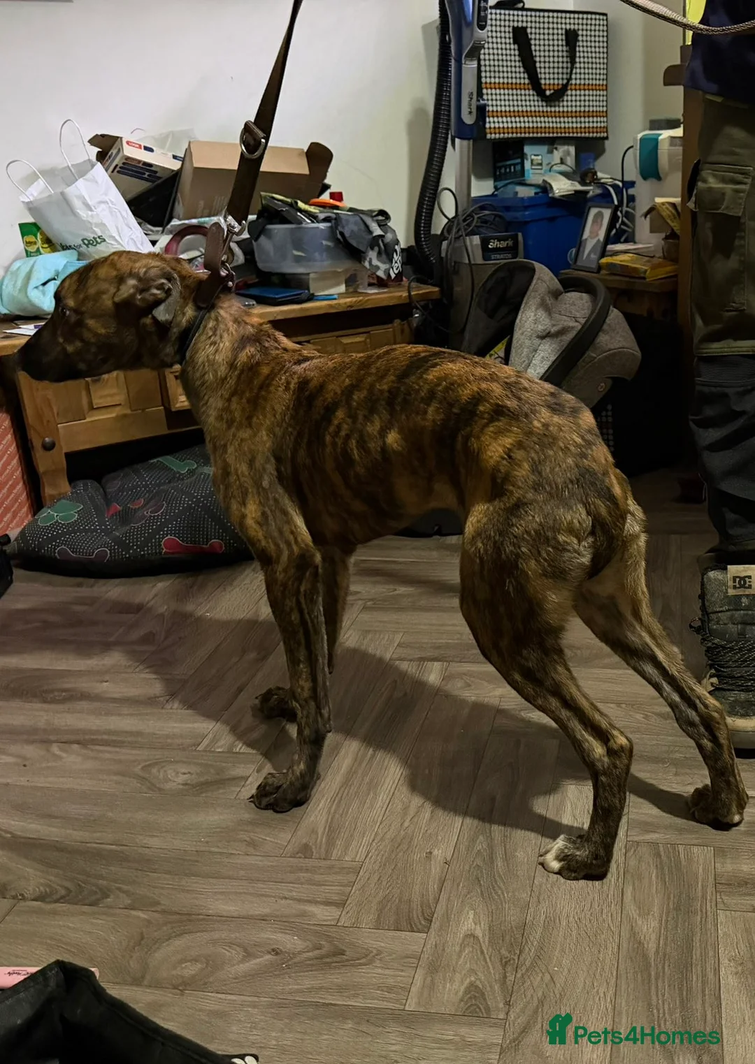 Lurcher dogs for sale: 2 lurcher brothers for sale  - Advert 2