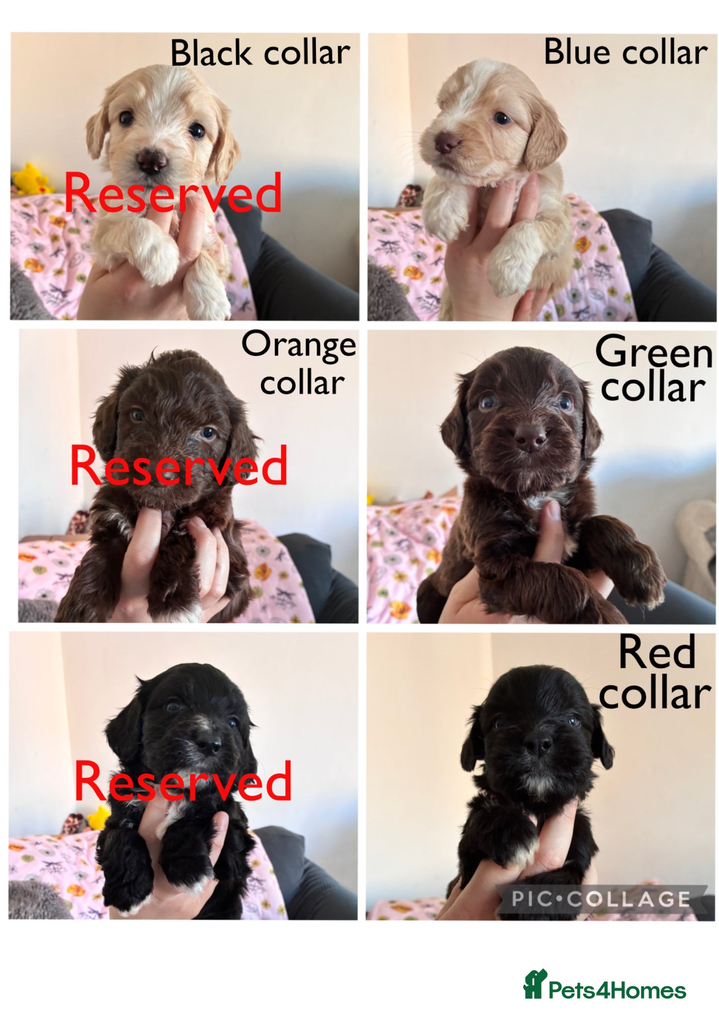 Mixed Breed dogs Beautiful pups - Advert 15