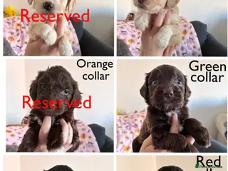 Mixed Breed dogs Beautiful pups - Advert 15