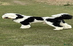 Sheepadoodle dogs for sale: unique sheepadoodles due - Image 27