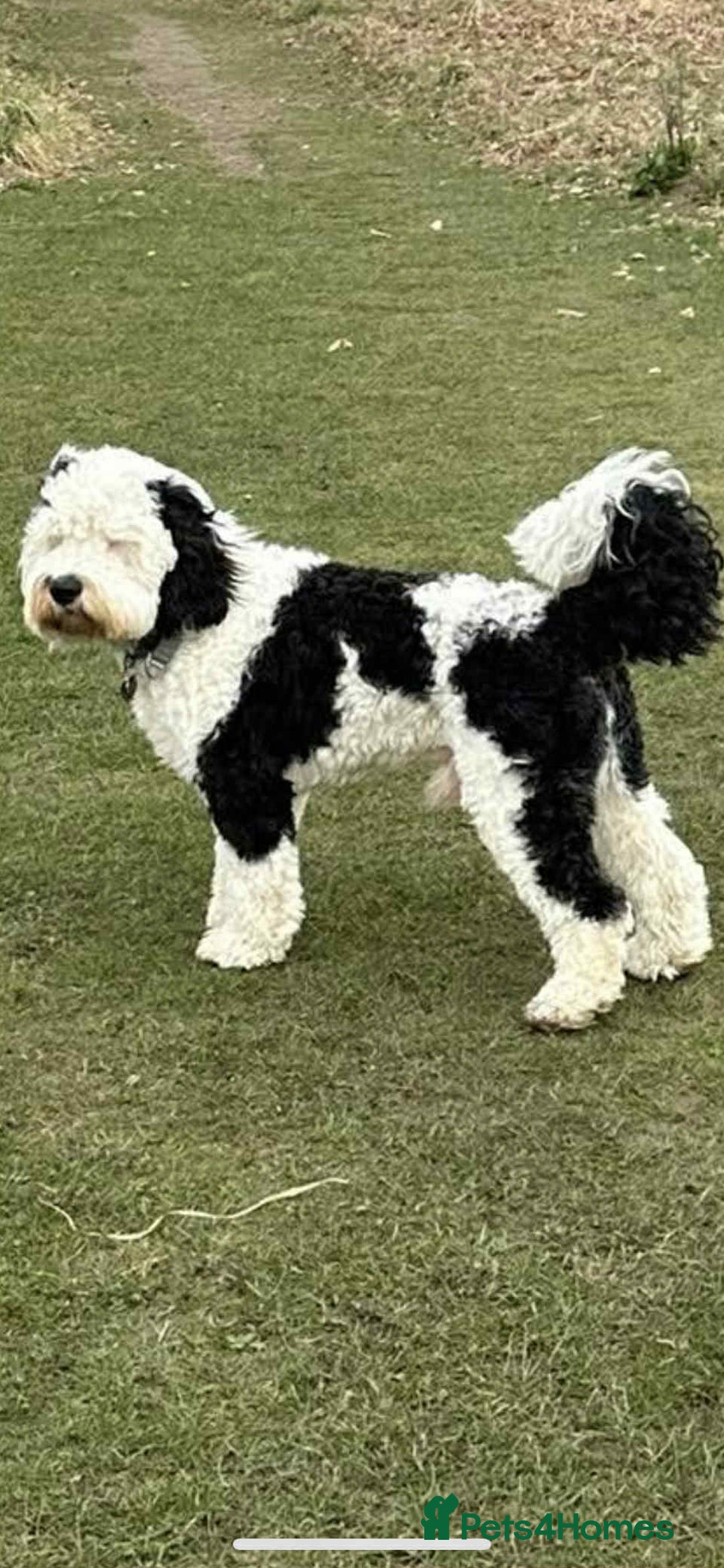Sheepadoodle dogs for sale: unique sheepadoodles due - Image 27