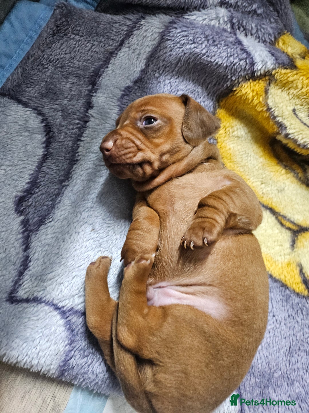 Dachshund dogs for sale: Beautiful Miniature Dachshund - Advert 14