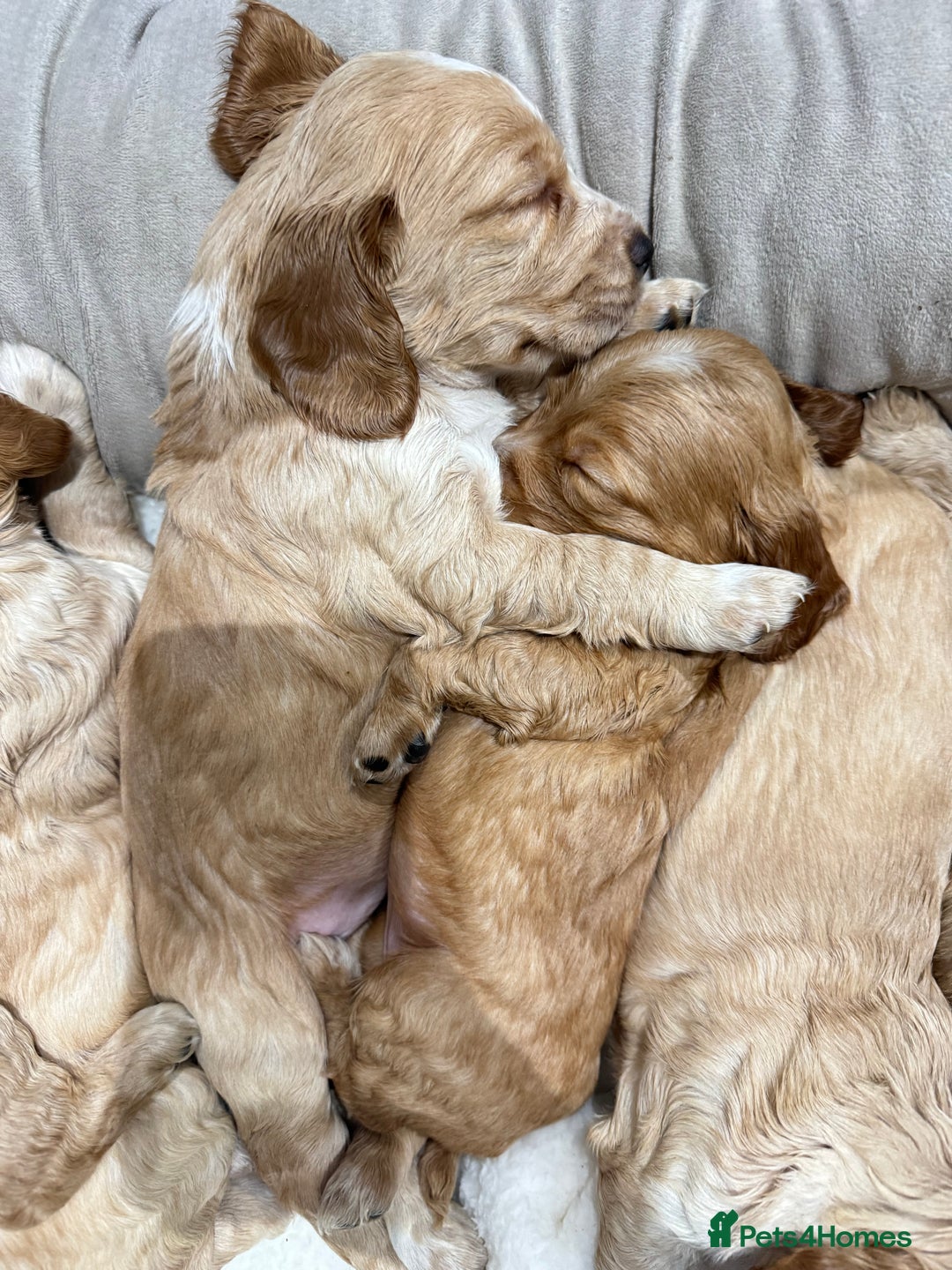 Cocker Spaniel dogs for sale: Beautiful litter of cocker spaniels  - Advert 4